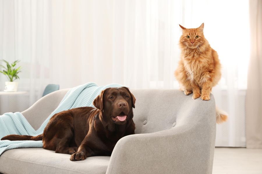 pet-area-scandicci-fiera