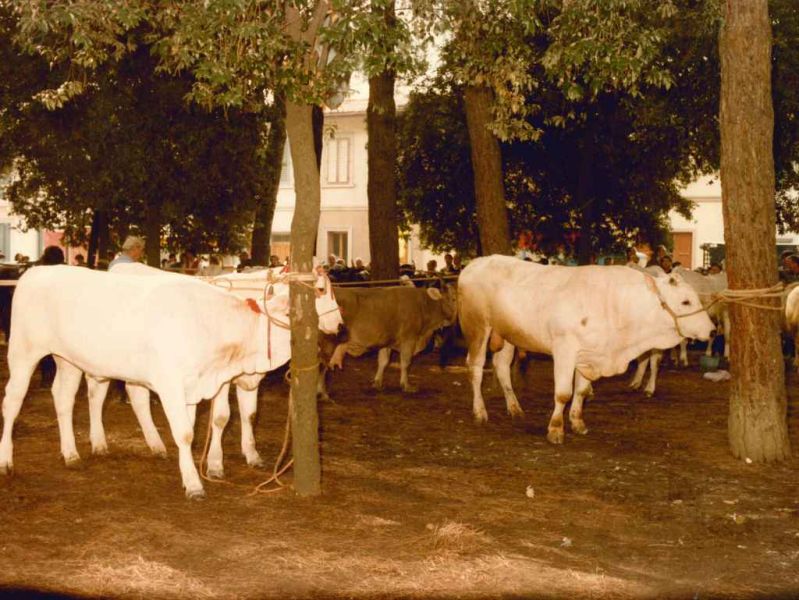 ultima_fiera_del_bestiame_1984